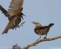 Starling