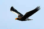 Steller's Sea Eagle