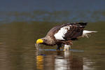 Steller's Sea Eagle