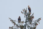 Steller's Sea Eagle