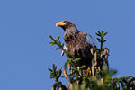 Steller's Sea Eagle