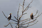 Steller's Sea Eagle