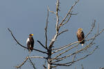 Steller's Sea Eagle