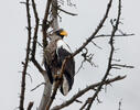 Steller's Sea Eagle