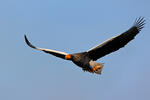 Steller's Sea Eagle