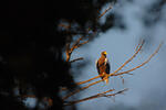 Steller's Sea Eagle