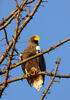 Steller's Sea Eagle