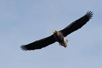 Steller's Sea Eagle