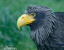 Steller's Sea Eagle