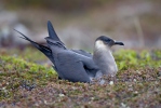 Stercorarius parasiticus