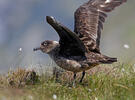 Stercorarius skua