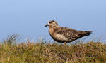 Stercorarius skua