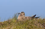 Stercorarius skua