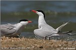 Sterna hirundo