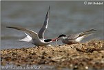 Sterna hirundo