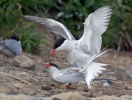 Sterna hirundo