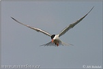 Sterna hirundo