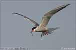 Sterna hirundo