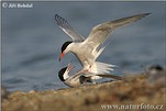 Sterna hirundo