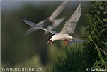 Sterna hirundo