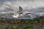 Sterna hirundo