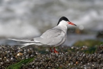 Sterna hirundo