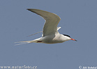 Sterna hirundo