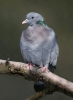 Stock Dove