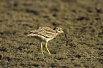 Stone-curlew