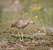 Stone-curlew