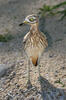 Stone-curlew