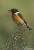 Stonechat