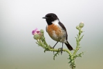 Stonechat