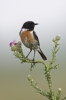 Stonechat