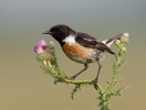 Stonechat