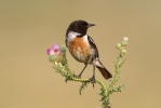 Stonechat