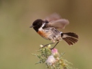 Stonechat