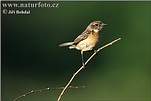 Stonechat