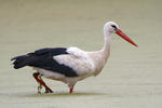 Stork