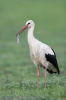 Stork