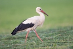 Stork