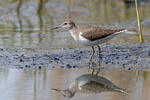 Strandsnipe