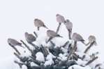 Streptopelia decaocto