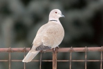 Streptopelia decaocto