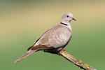 Streptopelia decaocto