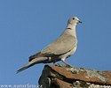 Streptopelia decaocto