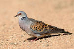 Streptopelia turtur