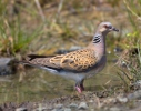 Streptopelia turtur