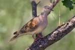 Streptopelia turtur