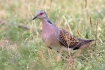 Streptopelia turtur